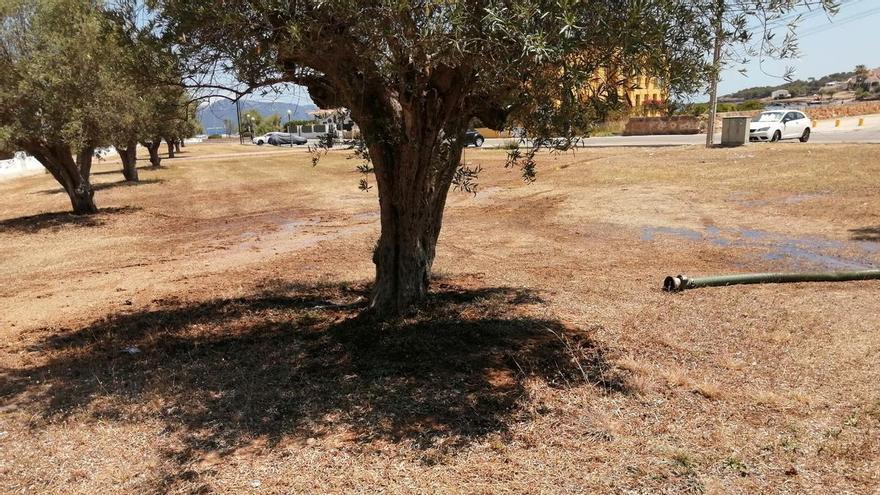 Alcúdia investiga un vertido de aguas fecales en una zona verde de es Barcarès