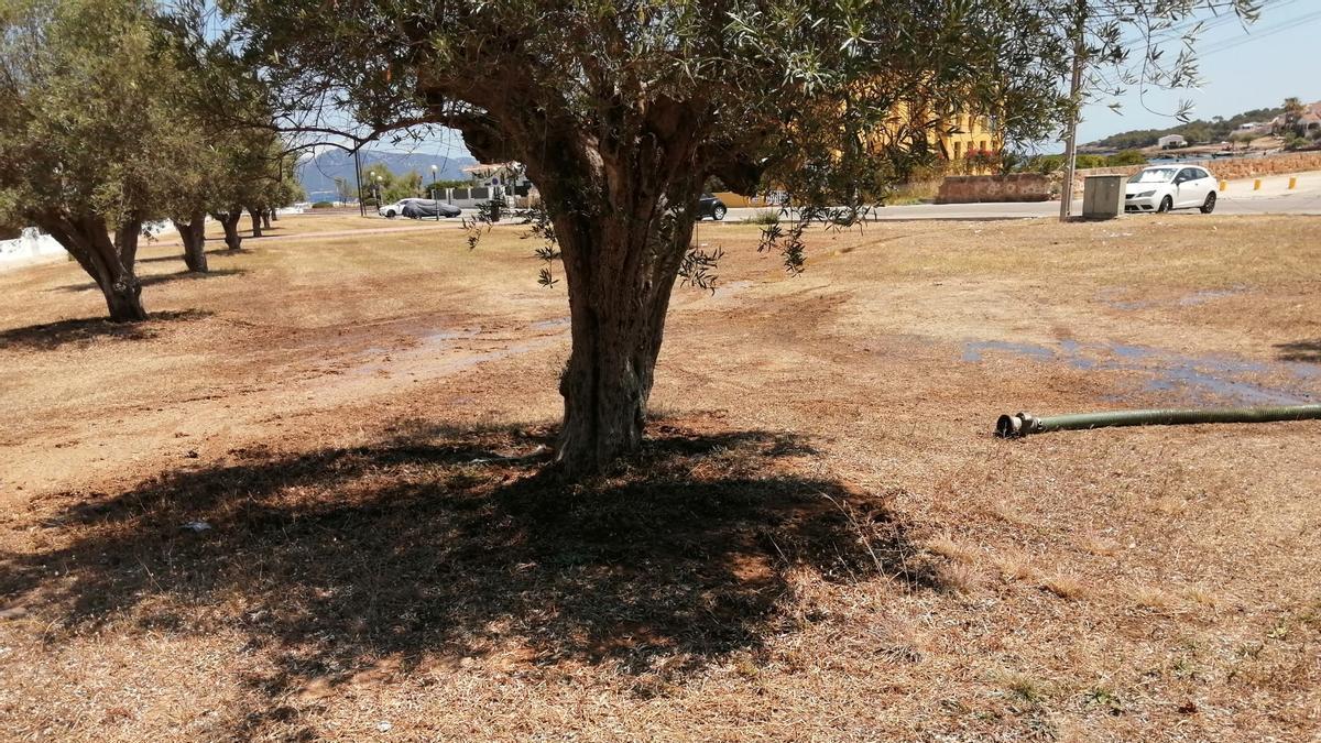 En la imagen se observa la manguera por la que se realizó el vertido en la zona verde, del que se aprecian algunos charcos.