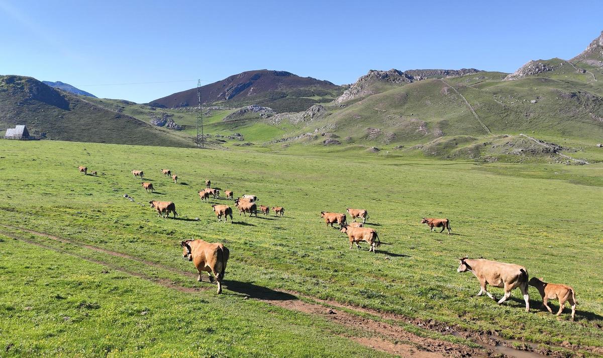 Reses de Mieres en el Puerto Pinos, en el verano de 2024.