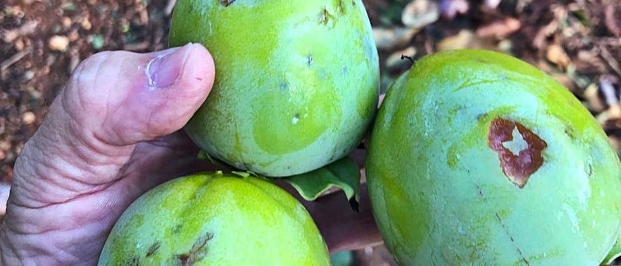 Caquis dañados por el pedrisco en un campo de Catadau. | LEVANTE-EMV