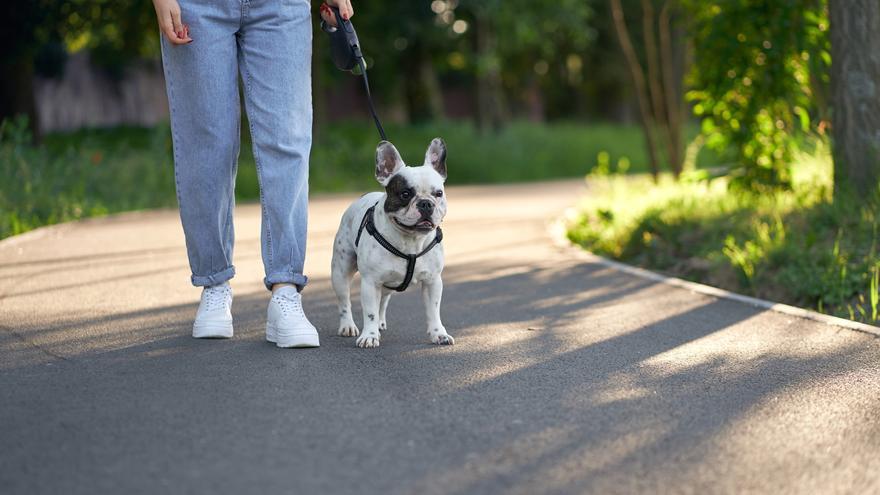 La regla de los 5 segundos con la que saber si es peligroso pasear a tu perro