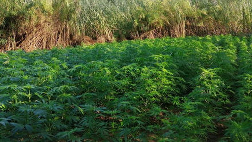 Detenen tres homes per cultivar 3.000 plantes de marihuana a Foixà