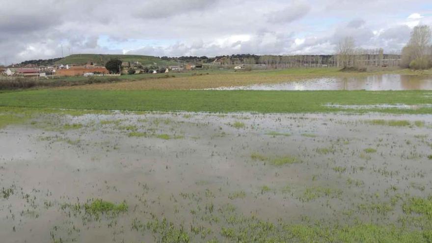 Terrenos inundados junto al regato de Camarzana.