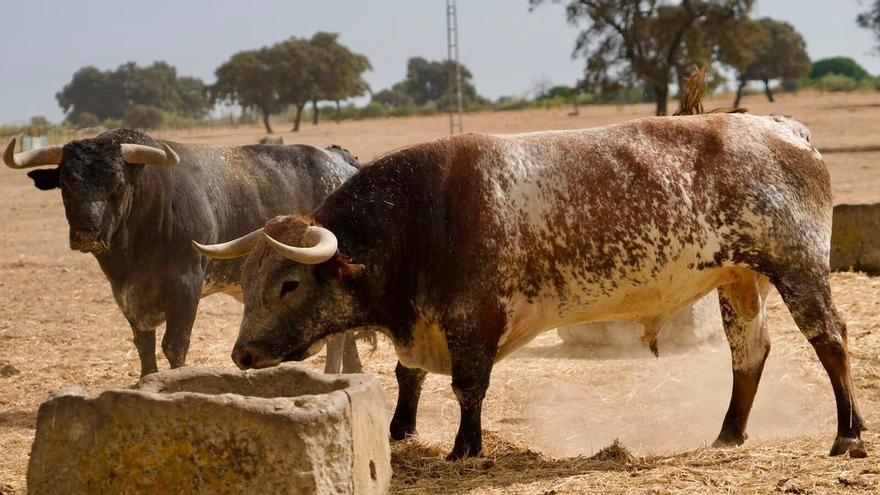 El ayuntamiento de Muro no autoriza la suelta de vaquillas