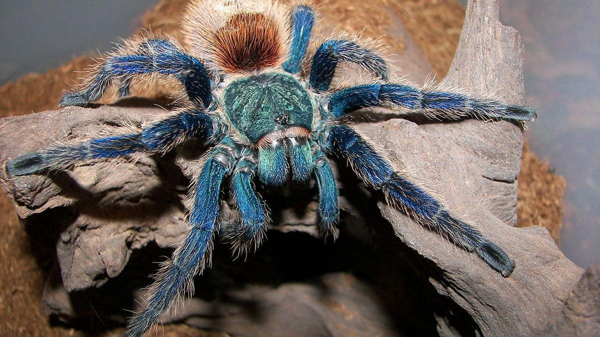 Ejemplar de tarántula azul