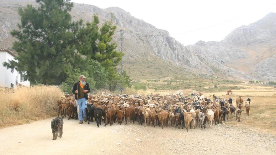 Un ganadero con un rebaño de cabras en Antequera