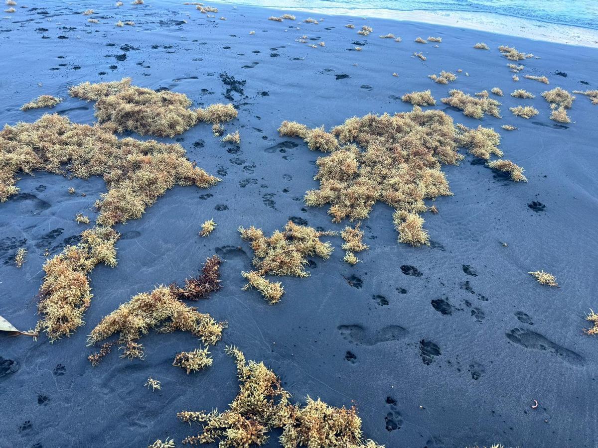 Algas en la playa de Las Gaviotas.