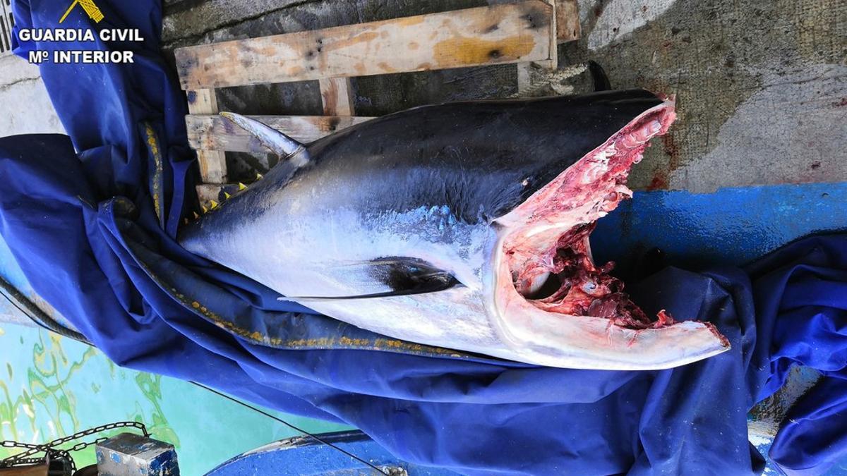 Intervenido un atún rojo de 82,4 kilos en el puerto de Arenys de Mar