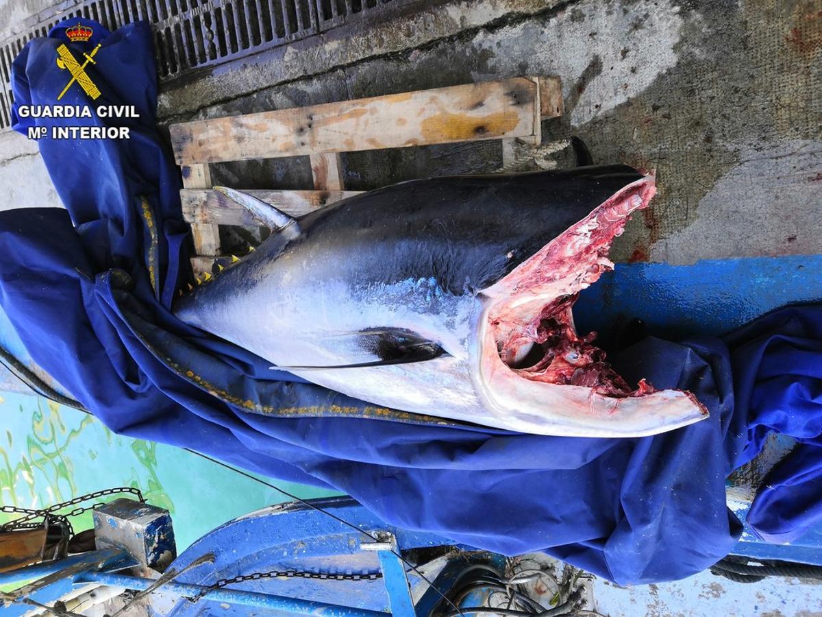 15/05/2020 Intervenido un atÃºn rojo en Arenys