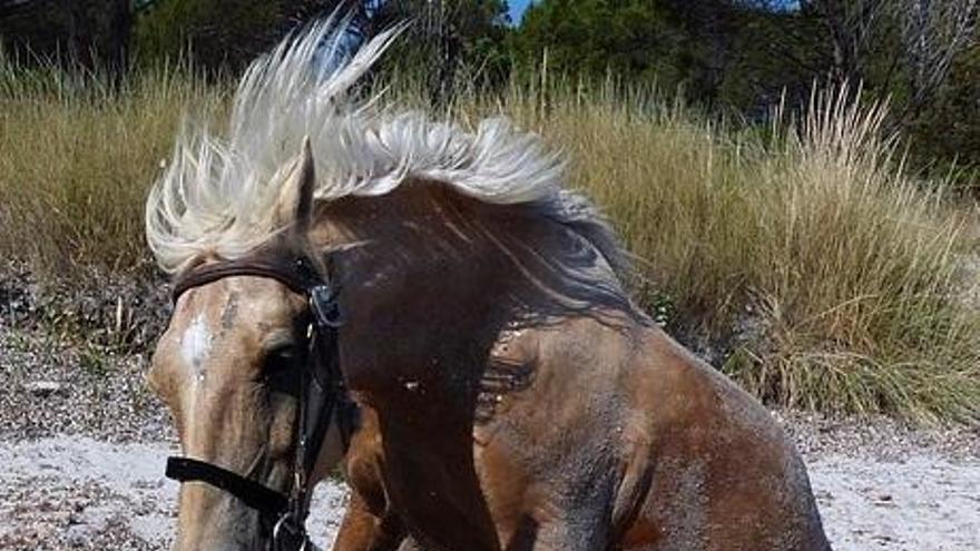 Cómo cuidar un caballo maltratado