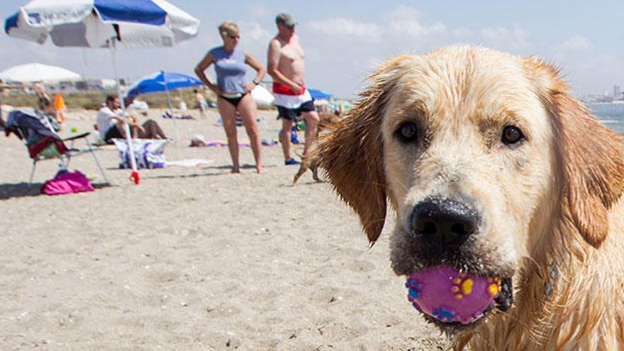 5 playas para perros en Alicante