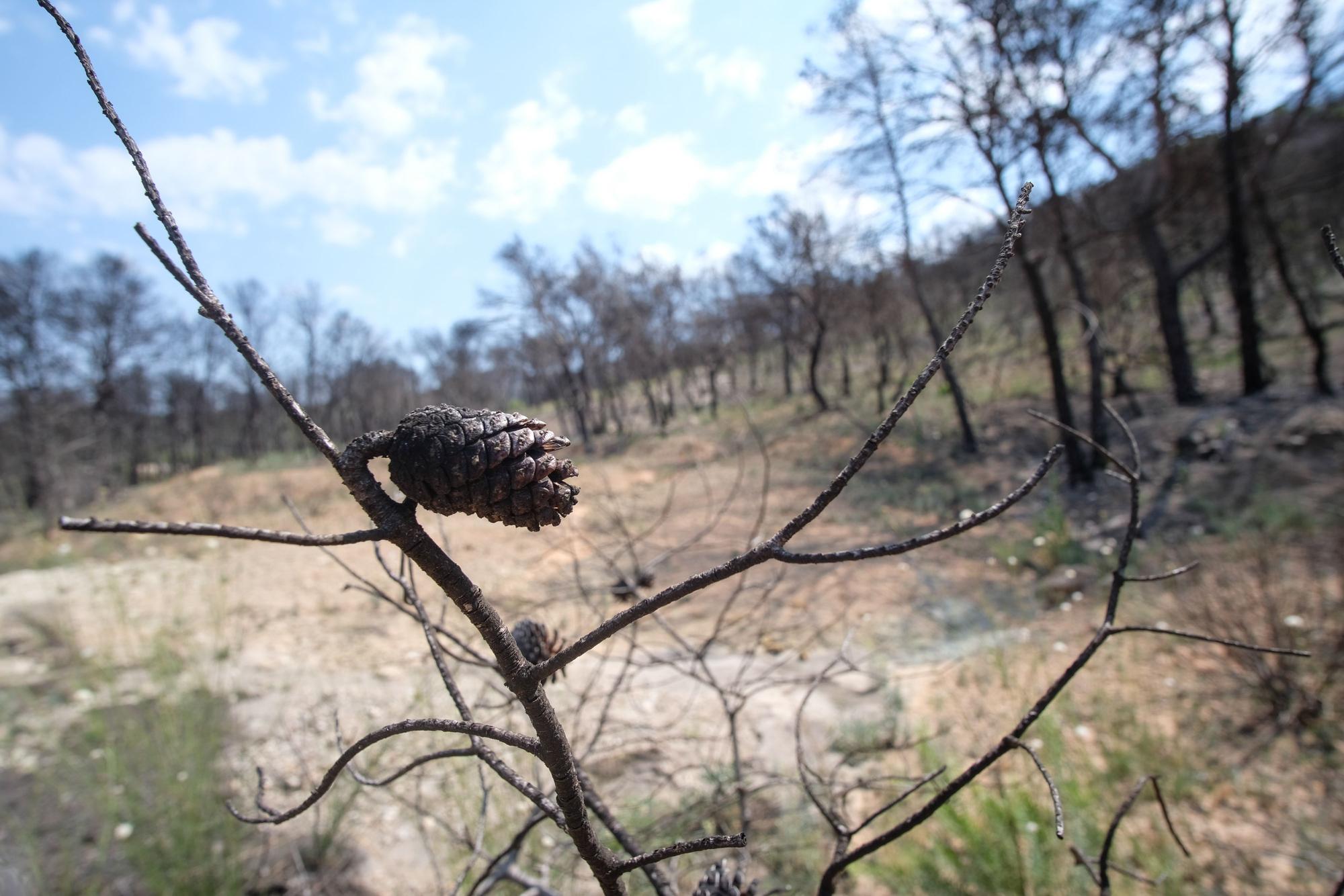 Un año después del incendio forestal en la sierra de la Zafra y Las Pedrizas de Monóvar la zona presenta un aspecto desolador