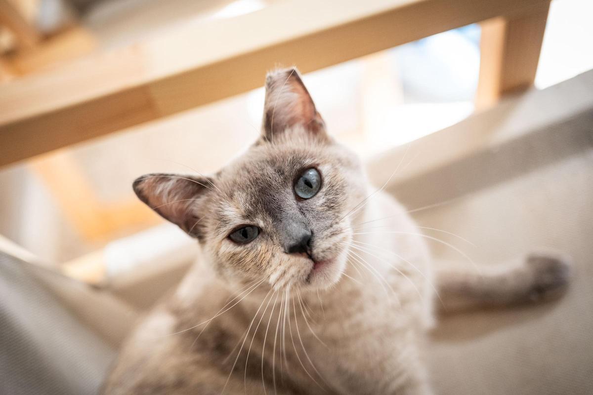 La gatería en Santa Cruz