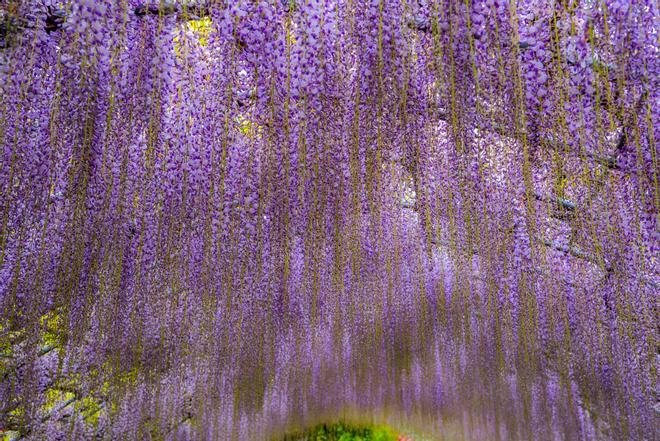 Wisteria Tunel