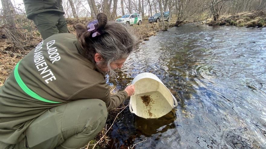 Suelta de alevines de trucha en el río Tera