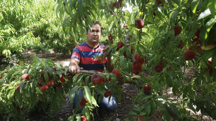 Un agricultor recolecta  paraguayos en un campo de La Ribera.