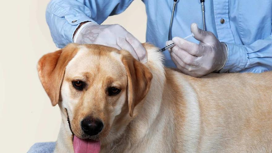 Los veterinarios de Baleares critican la limitación de la eutanasia en la nueva Ley de Bienestar Animal