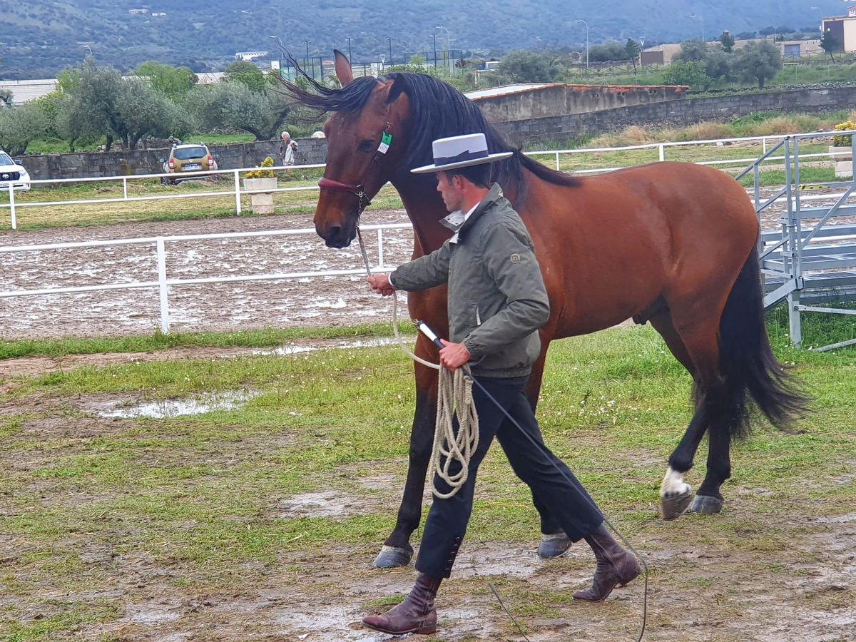 La Feria de Albalá convierte a la zona en epicentro del equino nacional.