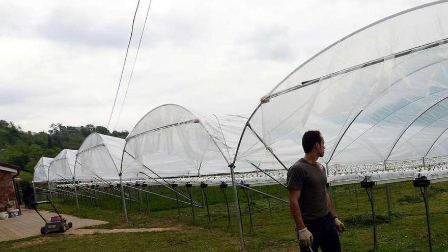 Jairo Álvarez, junto a su plantación de fresas, financiada con el programa &quot;Leader&quot;, en Morcín.