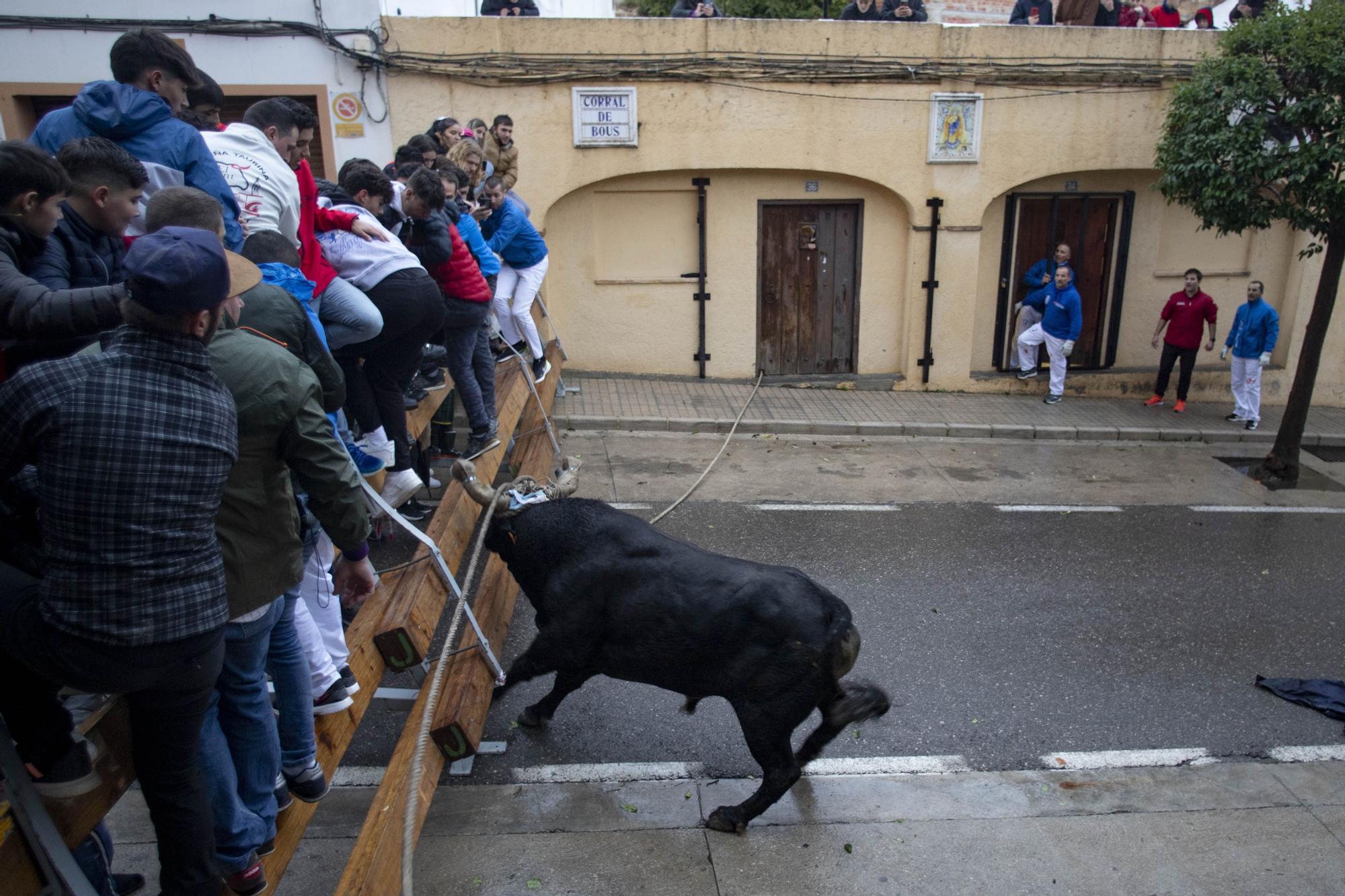 El "Bou en corda" vuelve al Pont Vell de Ontinyent