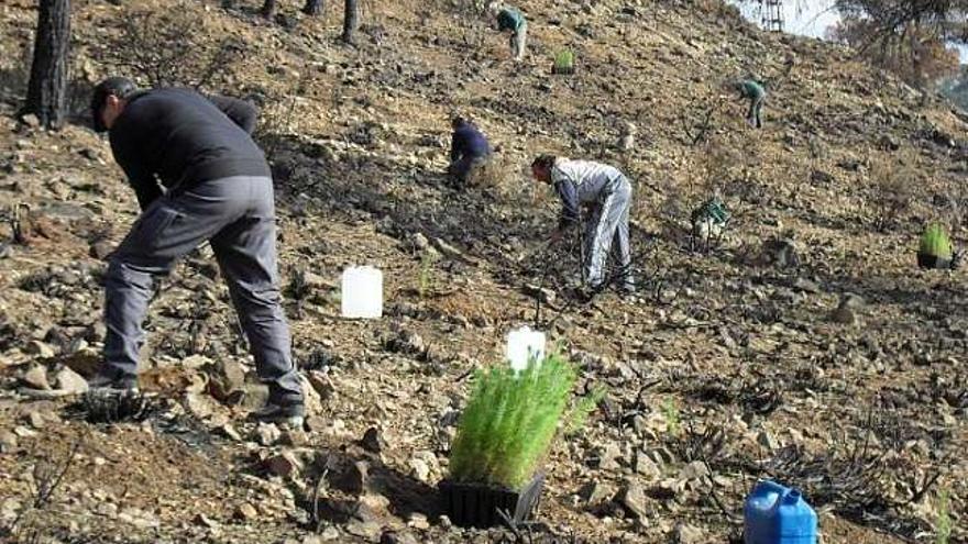 Reforestación en Aigües