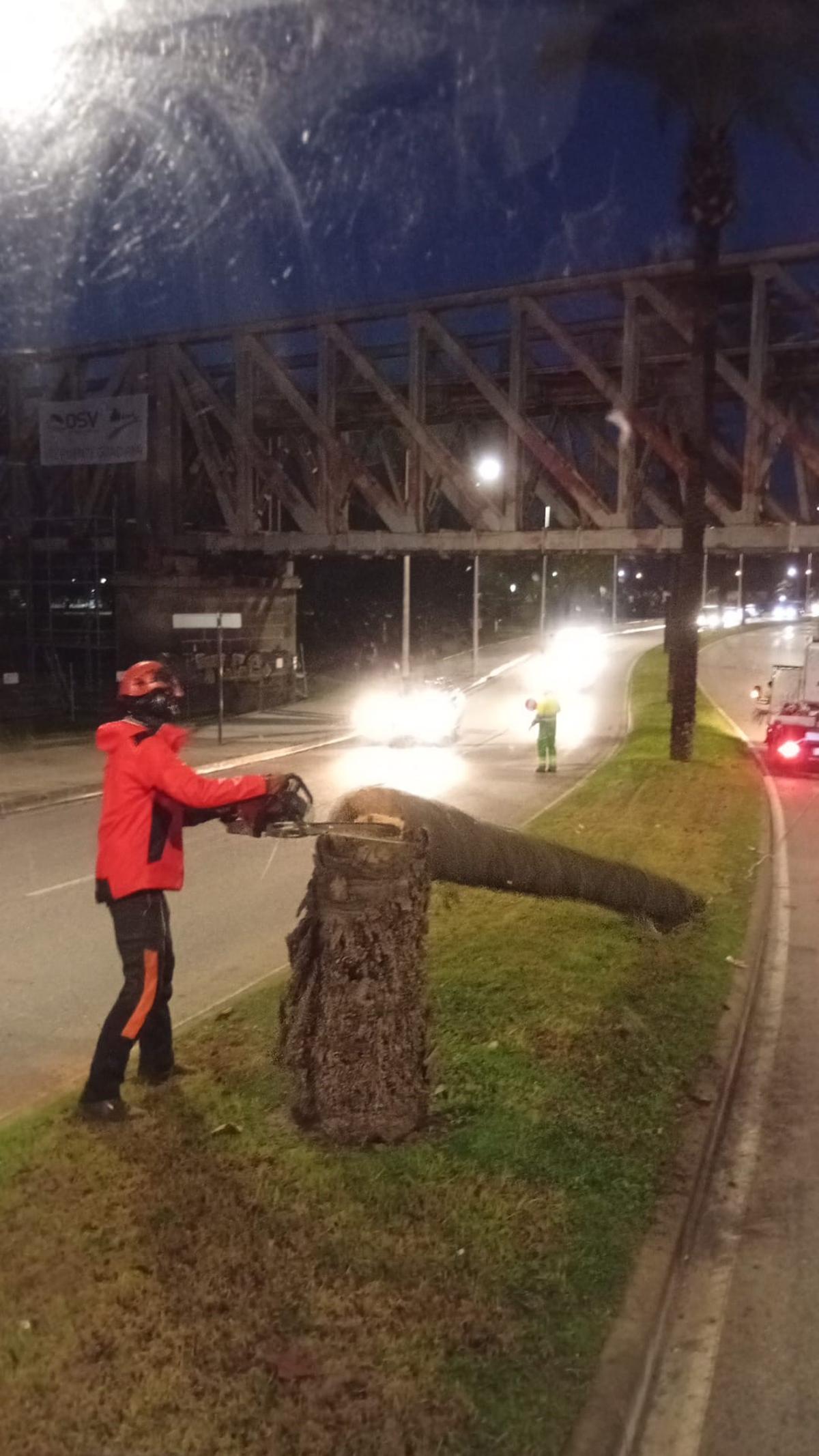 El viento parte una palmera en la capital extremeña.