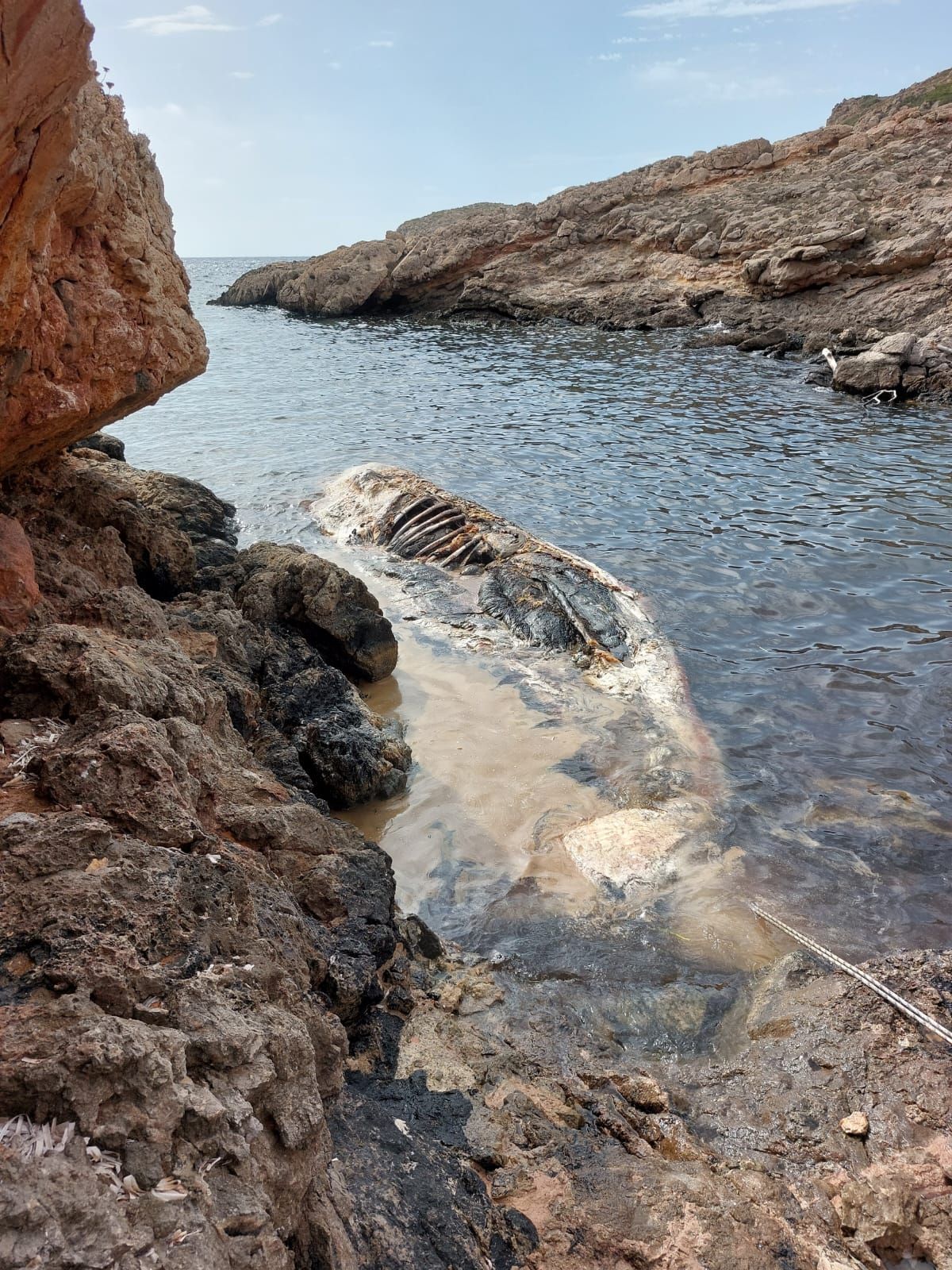 La ballena, en proceso de descomposición atado a la costa de Cabrera