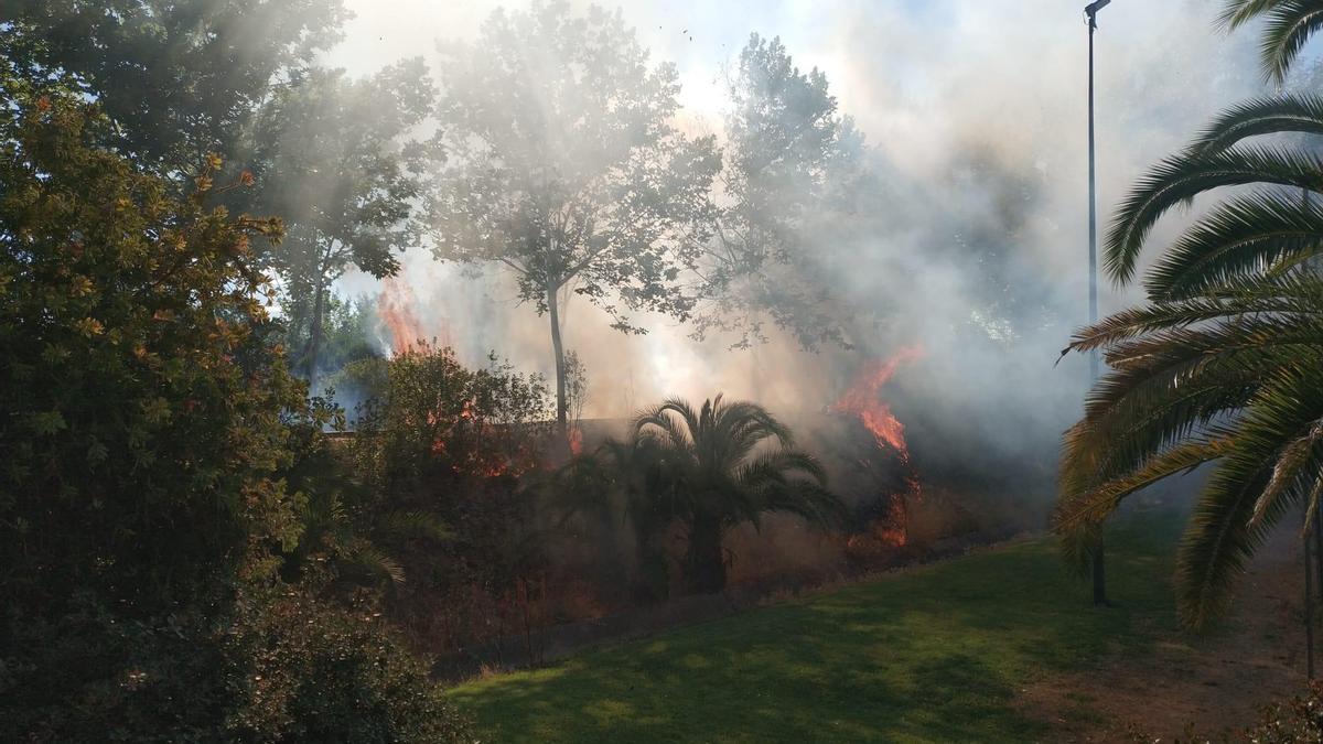 Las llamas han afectado a parte de la vegetación del paseo.