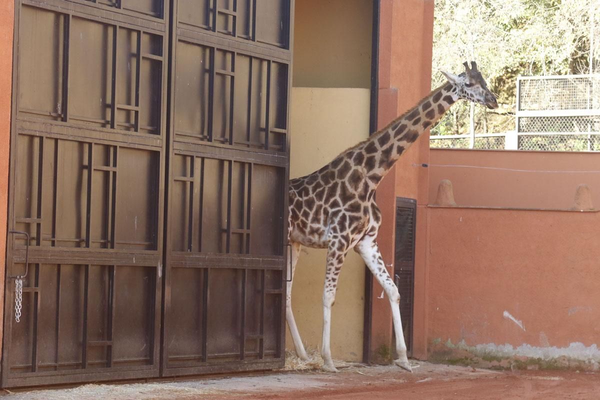 Bulería, la primera jirafa del Zoo de Córdoba