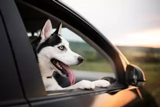 ¿Pueden multarte por dejar a tu perro en el coche cuando aparcas?
