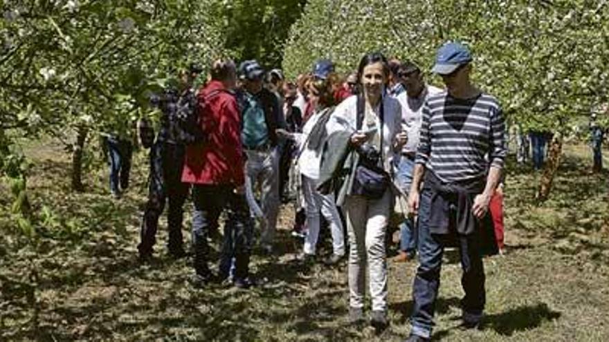 Los turistas recorren una pumarada en Ceceda