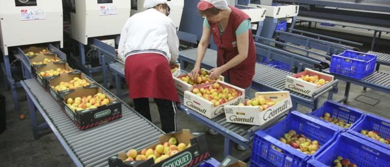 Los agricultores valencianos pierden las ayudas por el veto ruso al llegar tarde