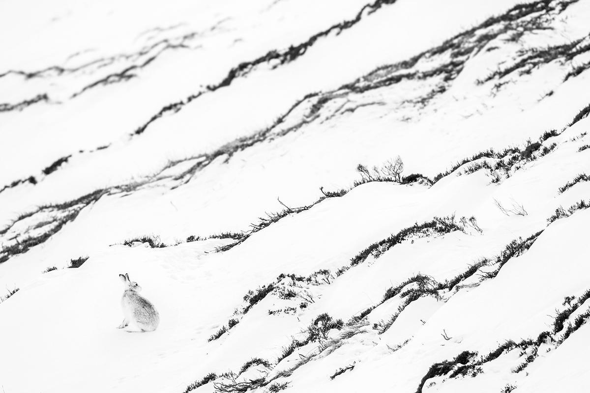 Winter lines