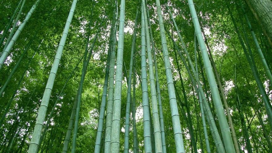 Esta es la misteriosa planta que sólo florece cada 120 años y está a punto de hacerlo