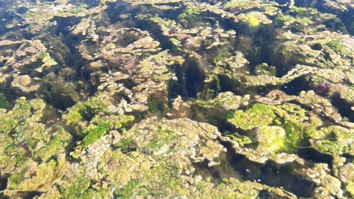 Proliferación de algas filamentosas frente a la costa de San Javier.
