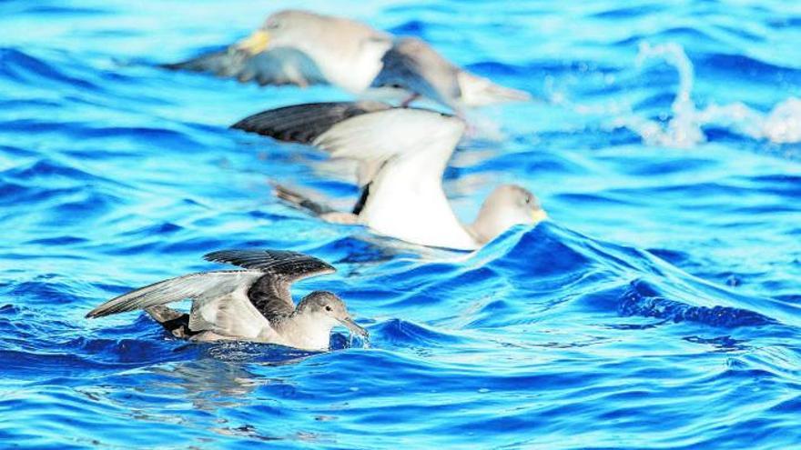 En primer plano, un &#039;virot&#039; fotografiado cerca de sa Conillera. 