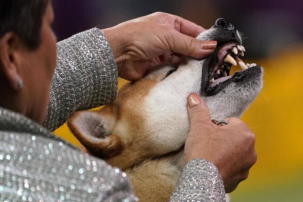 El Westminster Kennel Club, un dels shows de gossos de raça més importants del món