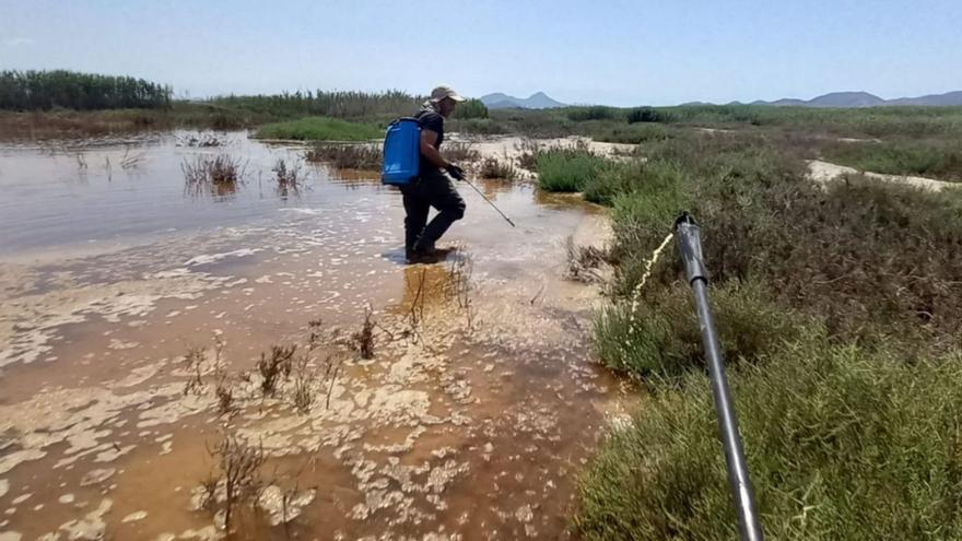 Aumentan los focos de mosquito tigre en parcelas privadas en Cartagena