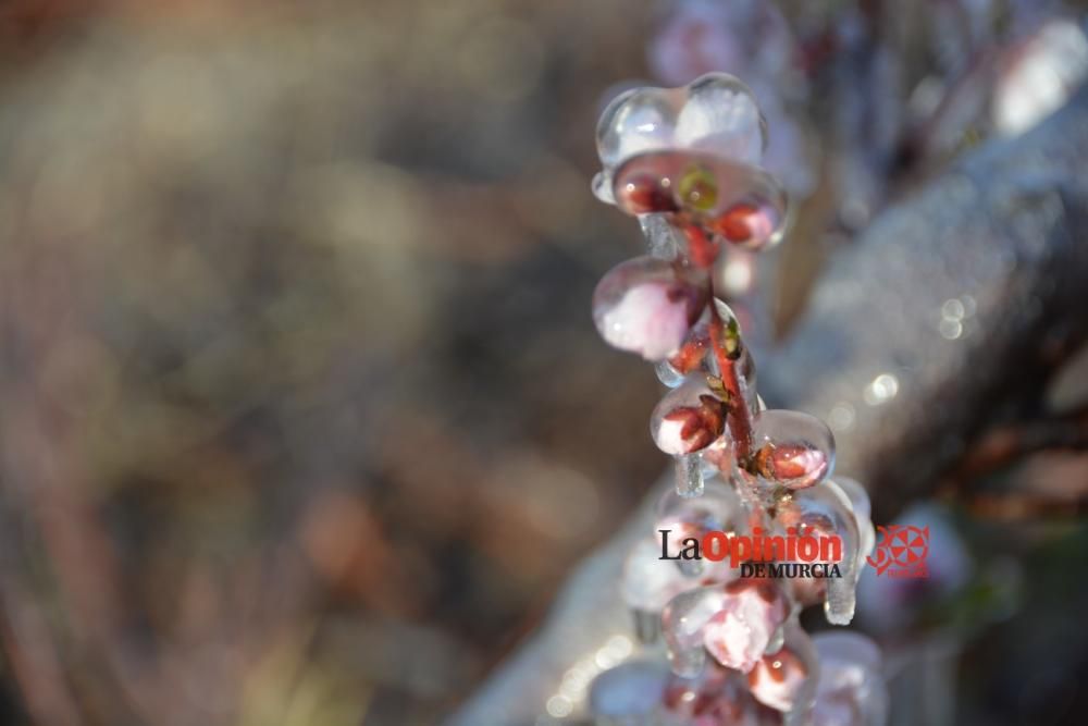 Helada en Cieza 9 de febrero de 2018