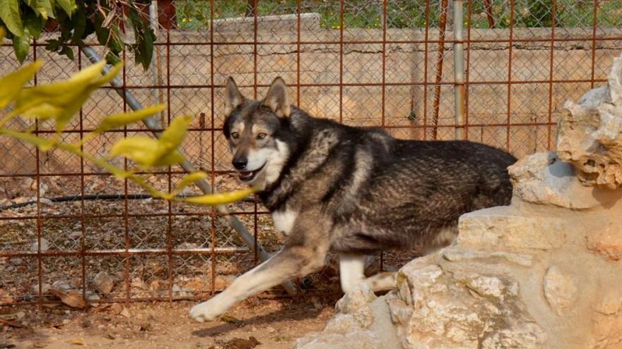 Bei diesem Hund handelt es sich um einen Iberischen Wolfshund, der in Inca gezüchtet wird. Ob die vermissten Tiere ebenfalls von dieser speziellen Rasse sind, ist unbekannt.