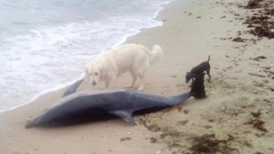 La pleamar deposita el cuerpo de un delfín en una playa de O Grove