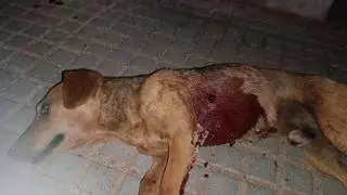 Matan a tiros a un perro en Guareña y la Guardia Civil ya lo investiga