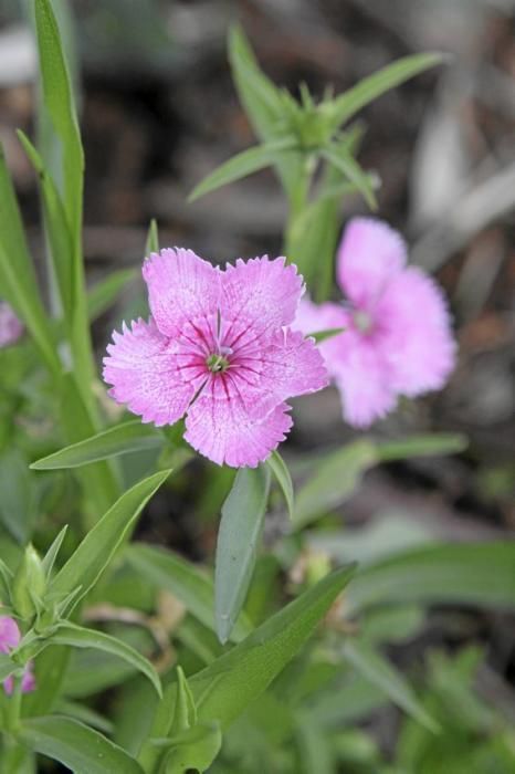 In ihrem Garten bei Sencelles züchtet Heide Göbel wilde Kräuter, Gemüse sowie Zierpflanzen mit Blüten, die nicht nur essbar sind, sondern richtig gut schmecken.