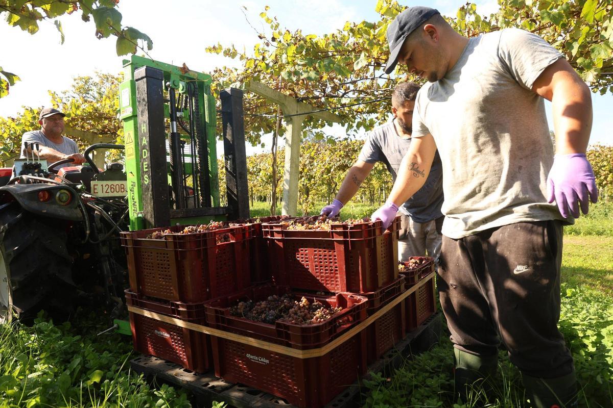 La recogida de la uva para el vino "Gallaecia", ayer.
