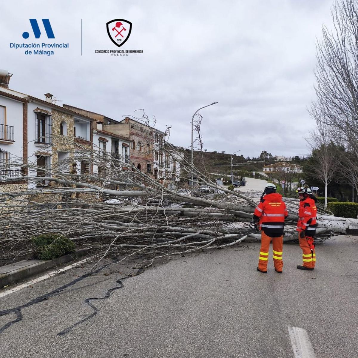 Corte y retirada de árbol caído en Colmenar.