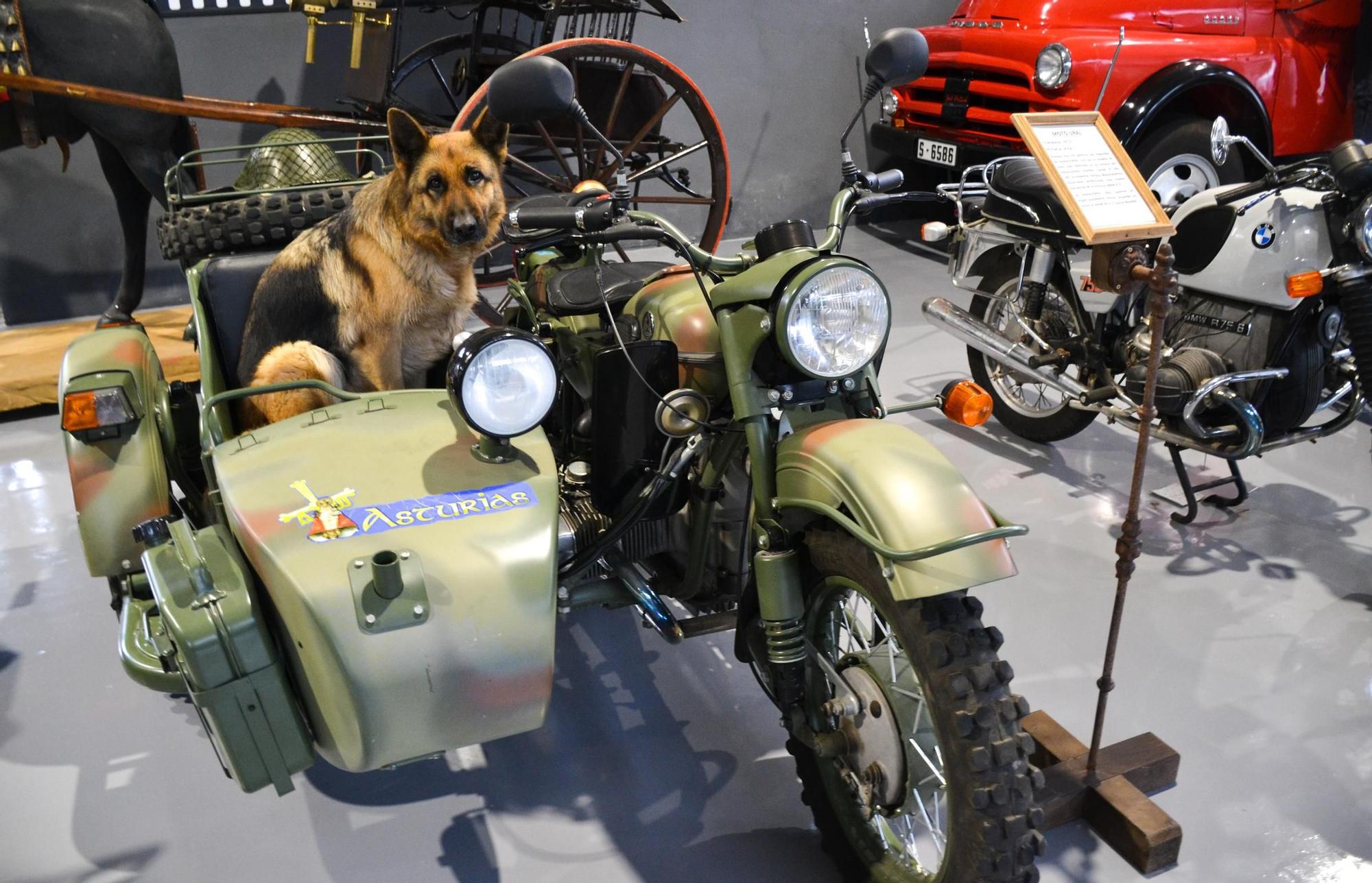 Ramy, la perra d&#039;Ángel Ménendez, posa pal periódicu nel sidecar d&#039;una moto soviética de la II Guerra Mundial.