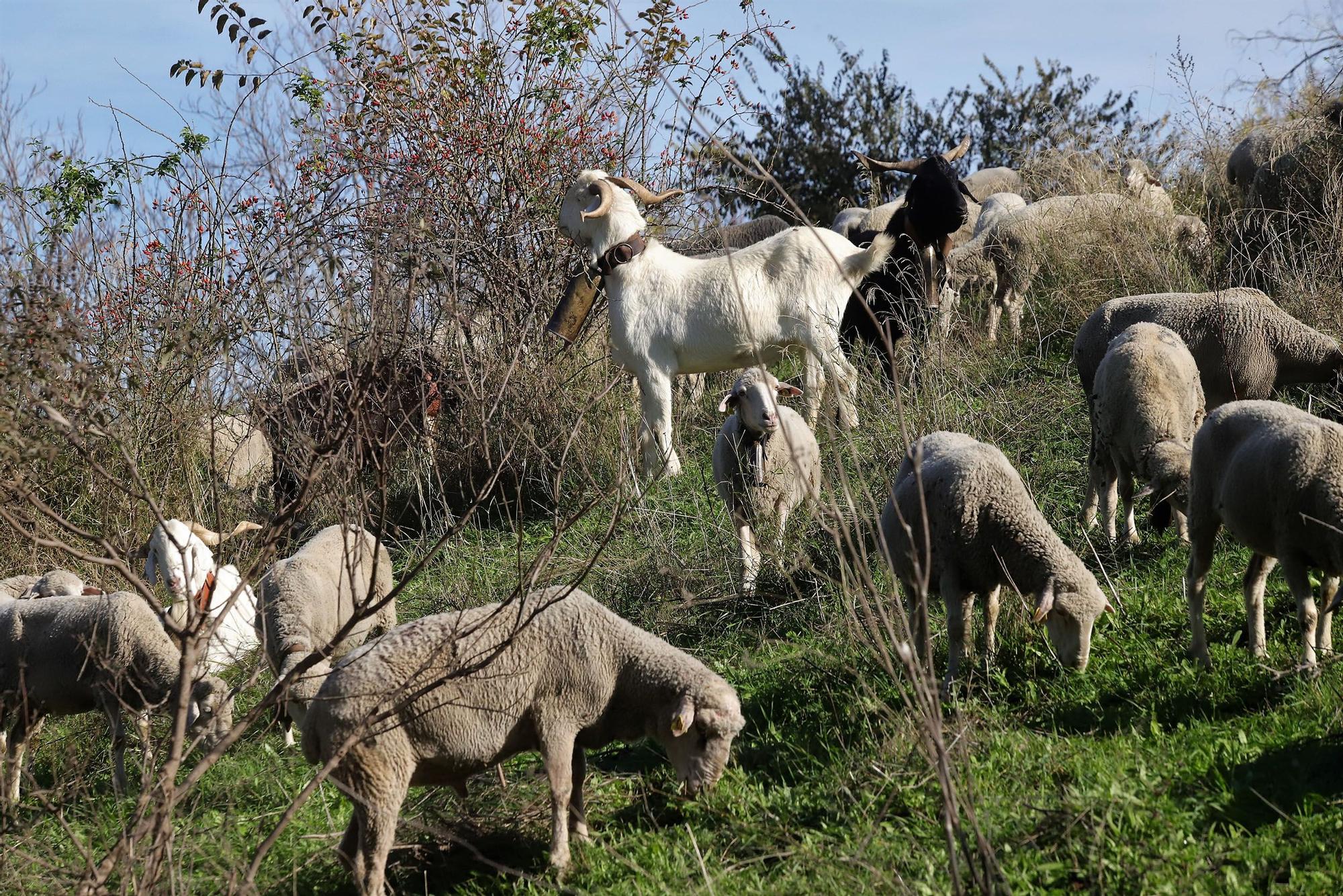 Trashumancia: Un rebaño de ovejas por la Calahorra