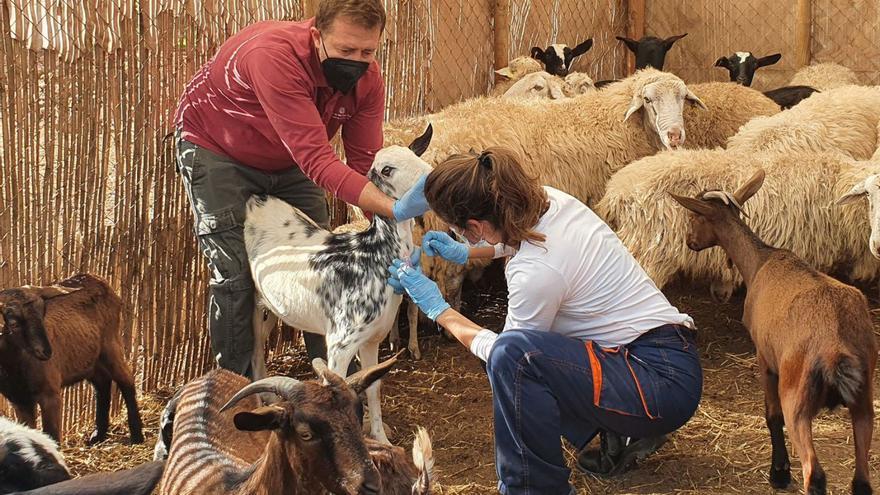 «La ganadería está en grave peligro de extinción en Ibiza y Formentera»