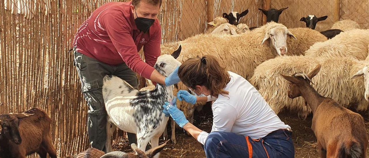 Evaluación de animales de razas autóctonas, ayer en la finca de Can Musón. | FEPIRA