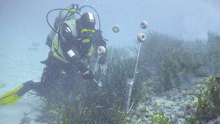 Un buceador en pleno trabajo de toma de muestras y colocación de los cuadros sobre unas plantas de posidonia oceánica.